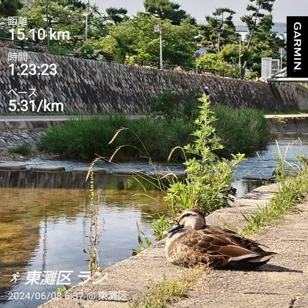 まずい…いつものオーバーワークが祟って中殿筋・アキレス腱の痛み勃発💥

再来週、蒲郡オレンジトライアスロンを控えているというのに…

ここぞという時に焦って故障するのが悪い癖と痛感…