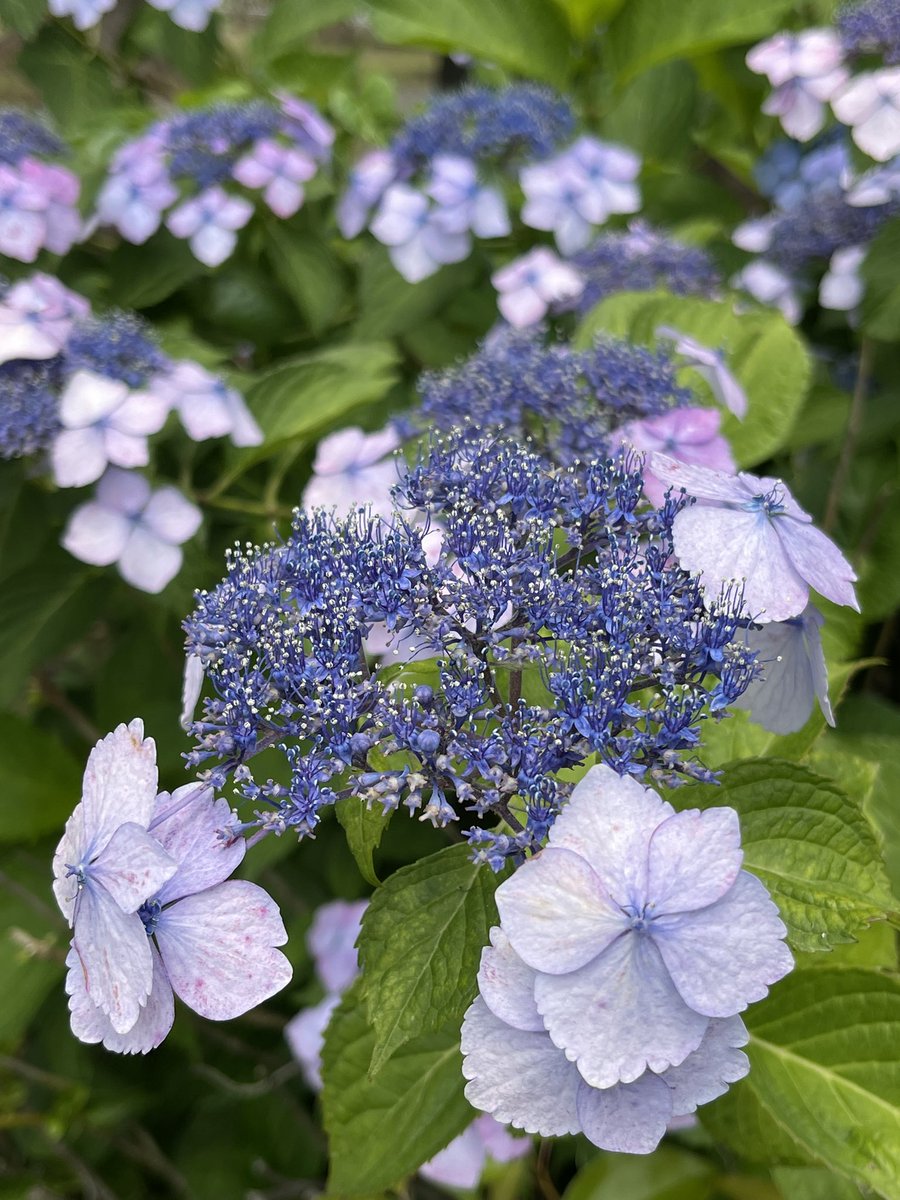 AXS42's tweet photo. #ガクアジサイ #額紫陽花 #lacecapHydrangea #lacecap_hydrangea #hydrangea #アジサイ #紫陽花 #flowers #plants https://t.co/Skbn6yUBsX