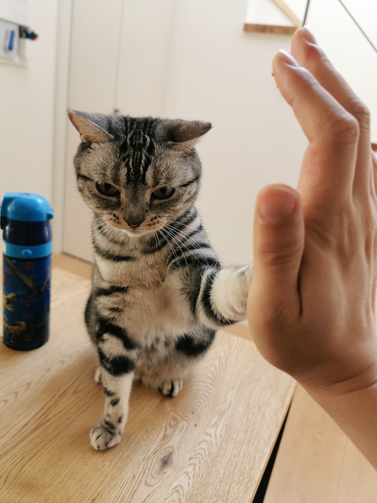 NicoLatte20's tweet photo. #ボブという名の猫幸せのハイタッチ
昨夜見た映画ですが、猫が出る映画の中で一番好きな映画になったかもしれない。
愛猫はどんな人間よりも親友になるという台詞に共感しました。猫と暮らしている方は愛猫がより好きになる映画だと思います😌
おまけに我が家のニコさんのハイタッチもどうぞ😆 https://t.co/EHxtx7CYgf