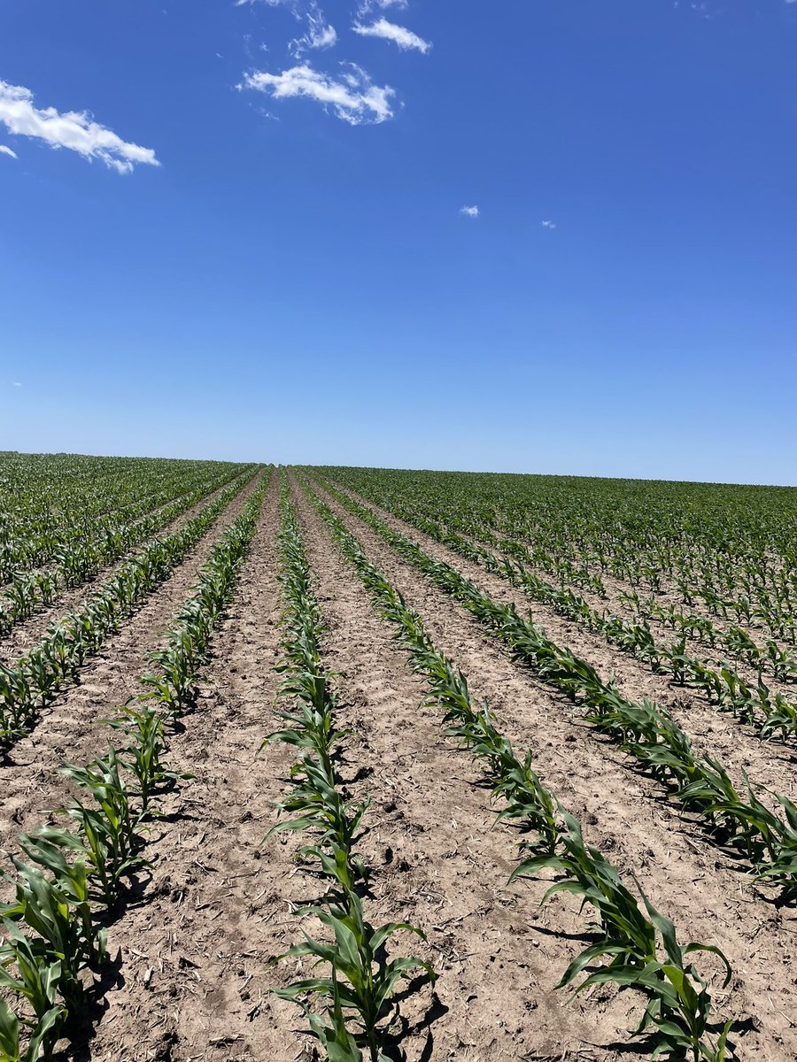 It was an absolute beautiful day to check out <a href="/ChannelSeed/">Channel Seed</a> corn and soybean plots. We also checked out a really nice looking <a href="/BayerTraits/">Bayer Traits & Systems</a> Preceon plot. Overall crops are looking pretty good in central and northern Illinois! Hardly a cloud in the sky.