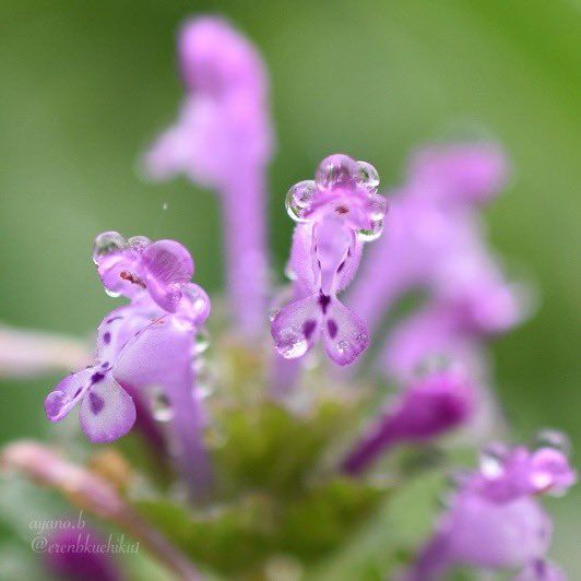 erenbkuchiku1's tweet photo. ホトケノザに雨のしずく
なんか金魚っぽい
#raindrops #henbit https://t.co/5bvFXF5Sej