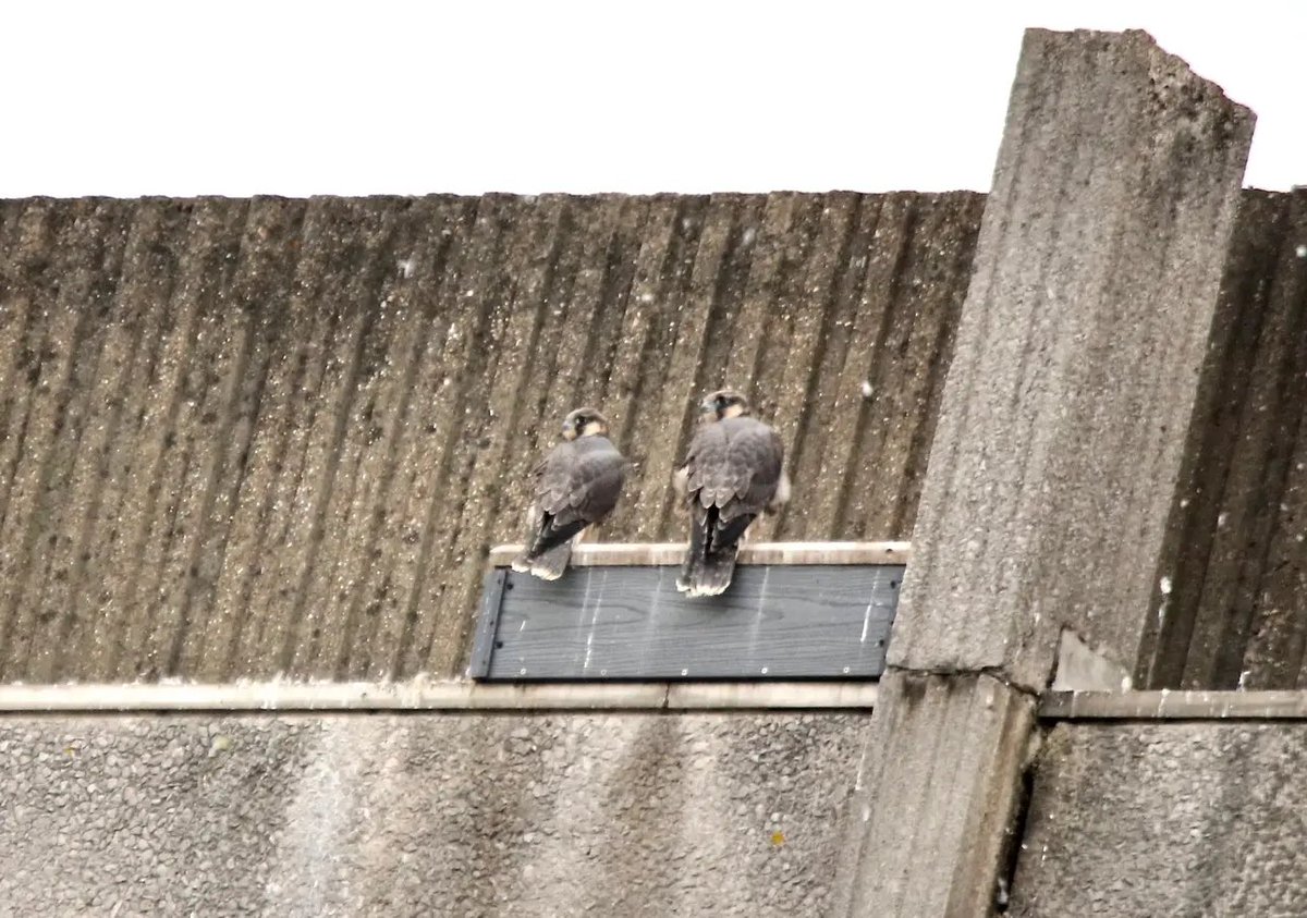 DrAyshaRaza's tweet photo. Fabulous #Fledgewatch tonight, treated to dinnertime & lots of flapping about & moments of being airborne. Magical evening with the best @WildlifeEaling company.
Thanks Debbie Bull & Katy Grant for the best photos, mine were just not happening tonight! https://t.co/AyO528iKGn