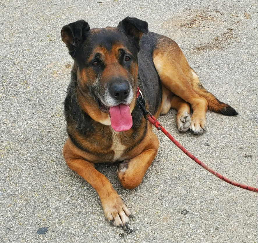 mapleveewesem's tweet photo. 🆘💔🆘Senior #GermanShepherd COMMANCHE, who was rescued from Downey CA and is in the care of Golden Years, is in desperate need of a new foster home. Please see text from Susan in thread &amp; give her a call or text if you can help🙏 https://t.co/BnDKEdvP1b