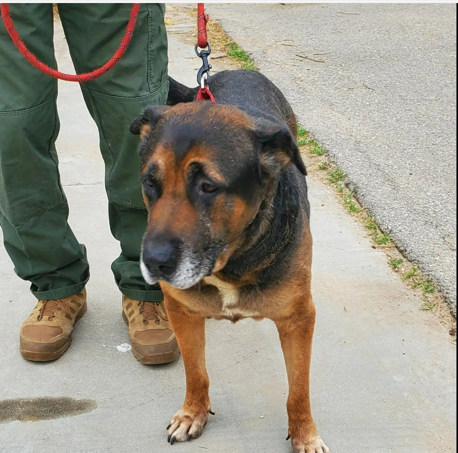 mapleveewesem's tweet photo. 🆘💔🆘Senior #GermanShepherd COMMANCHE, who was rescued from Downey CA and is in the care of Golden Years, is in desperate need of a new foster home. Please see text from Susan in thread &amp; give her a call or text if you can help🙏 https://t.co/BnDKEdvP1b