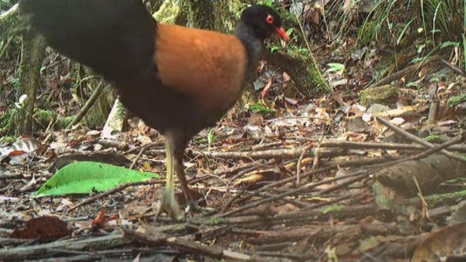 Scrollsnack_'s tweet photo. @AMAZlNGNATURE Researchers have rediscovered the elusive black-naped pheasant pigeon - and caught it on camera for the very first time. A rare bird last spotted 140 years ago has been found in Papua New Guinea, delighting researchers."

Copyright Doka Nason/American Bird Conservancy. https://t.co/B0YEUH9bbO