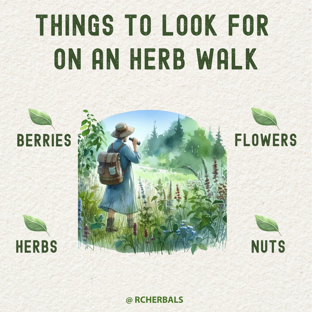 RCHerbals's tweet photo. Have you ever wanted to go on herb walks, but don't know where to start? Learn more here:
https://t.co/KriyjmjaZY
#Herb #Herbal #HerbWalk #Forage #NatureWalk #WildEdibles #BotanicalExploration #PlantIdentification #OutdoorAdventure #DiscoverNature #ForestBathing #Trail https://t.co/qKeISgMyzG