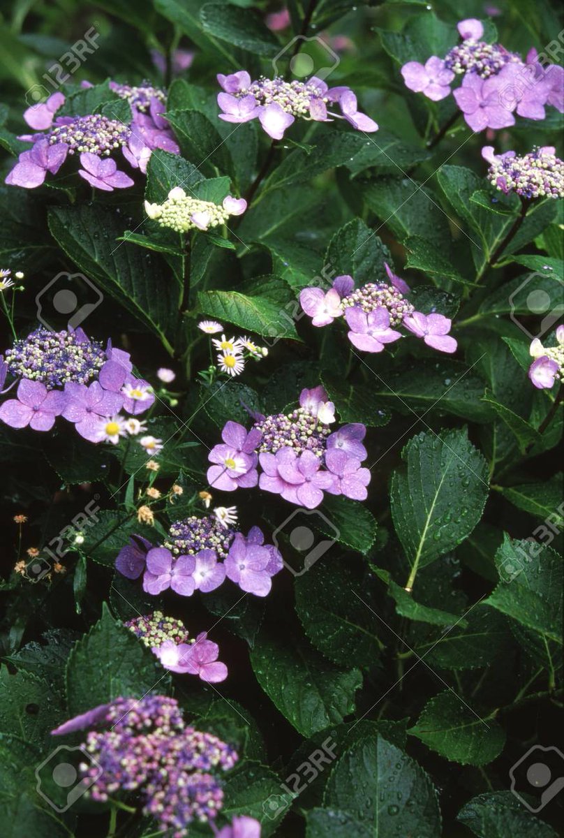 velvia100's tweet photo. Hydrangea macrophylla (Blooming in rainy season)
https://t.co/It1HzEGsnD
#Summer #earlysummer #rainyseason #flower #hydrangea #lacecaphydrangea #Hydrangeamacrophylla #bisexualflower #ornamentalflower #bud #leaves #purple #green #waterdrop #nature #landscape #Japan https://t.co/tktcCjkXq1