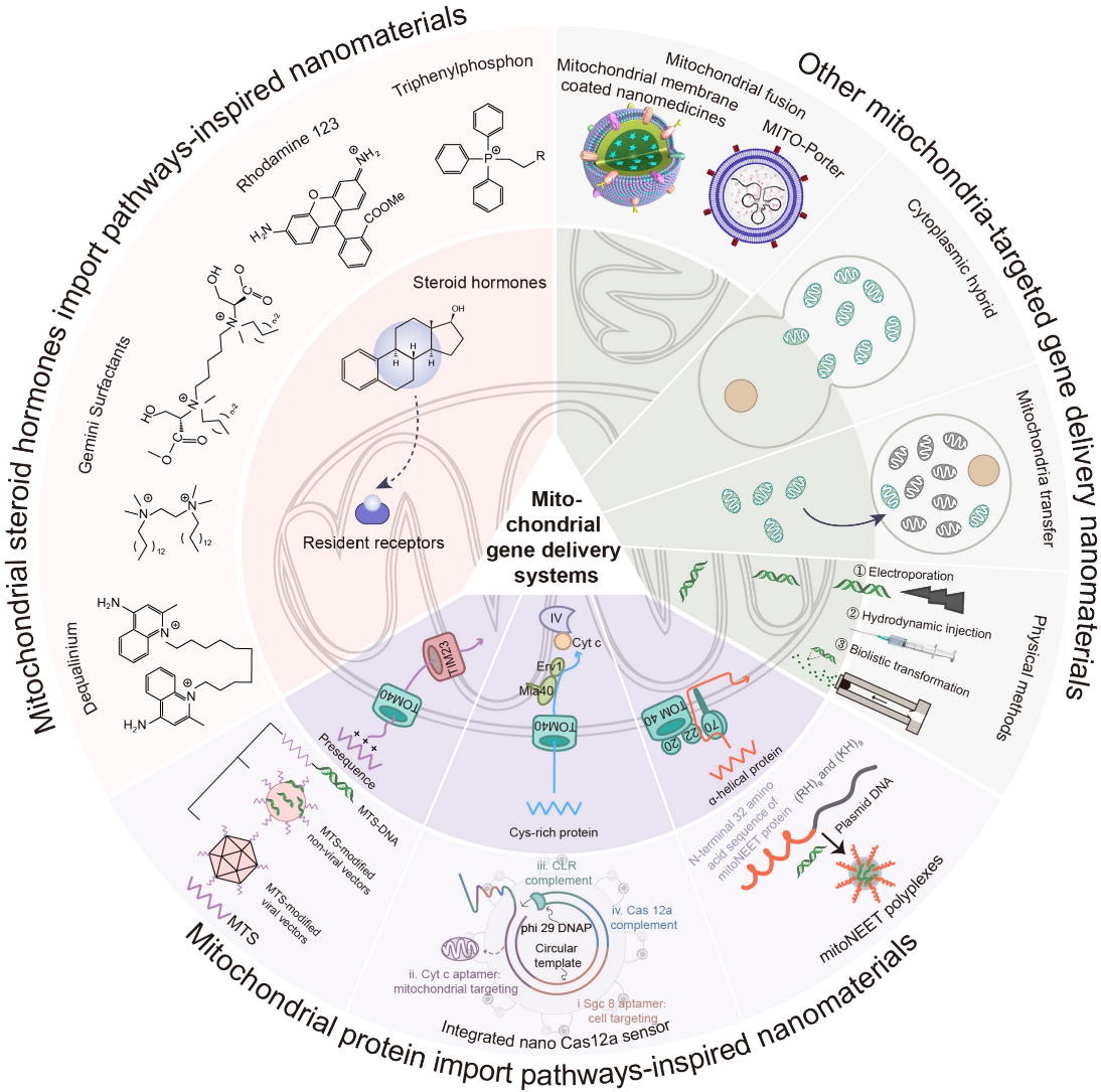 ADDReditors's tweet image. ADDR in press: Mitochondrial endogenous substance transport-inspired nanomaterials for mitochondria-targeted gene delivery.
By Hu-Lin Jiang &amp;amp; coworkers, China Pharmaceutical Univ.
#GeneDelivery #mitochondria #nanomaterial
doi.org/10.1016/j.addr…
