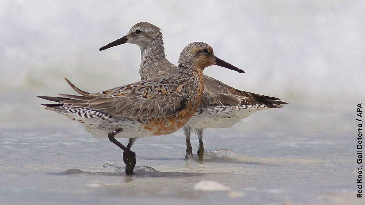 Audubon New York (@audubonny) on Twitter photo 1,400+ of you asked and they delivered! Today the <a href="/NYSenate/">New York State Senate</a> & <a href="/NYSA_Majority/">NY Assembly Majority</a> passed legislation that will protect horseshoe crabs & the shorebirds that need them to survive! TU <a href="/bradhoylman/">Brad Hoylman-Sigal 🌈🥯</a> & <a href="/DeborahJGlick/">(((Deborah Glick)))</a> for sponsoring this important legislation for birds & other wildlife. 1,400+ of you asked and they delivered! Today the <a href="/NYSenate/">New York State Senate</a> & <a href="/NYSA_Majority/">NY Assembly Majority</a> passed legislation that will protect horseshoe crabs & the shorebirds that need them to survive! TU <a href="/bradhoylman/">Brad Hoylman-Sigal 🌈🥯</a> & <a href="/DeborahJGlick/">(((Deborah Glick)))</a> for sponsoring this important legislation for birds & other wildlife.