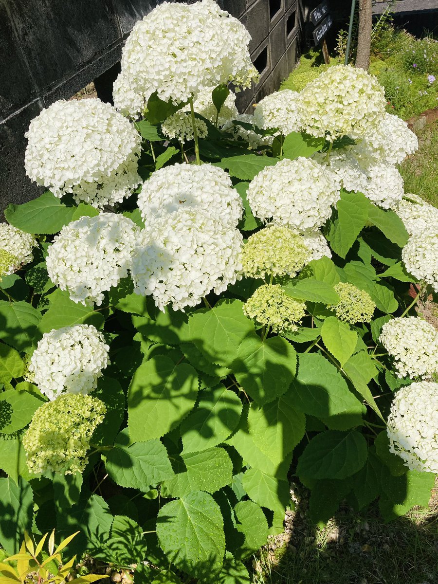 803_yama's tweet photo. 日々いっぱいいっぱいでバタバタしていて
気がつけば6月になってました…🫢

ほとんど何も世話してないのに
毎年キレイに咲いてくれる
アナベルはすごいなーって思います☺️ https://t.co/AxuiS6GZxQ
