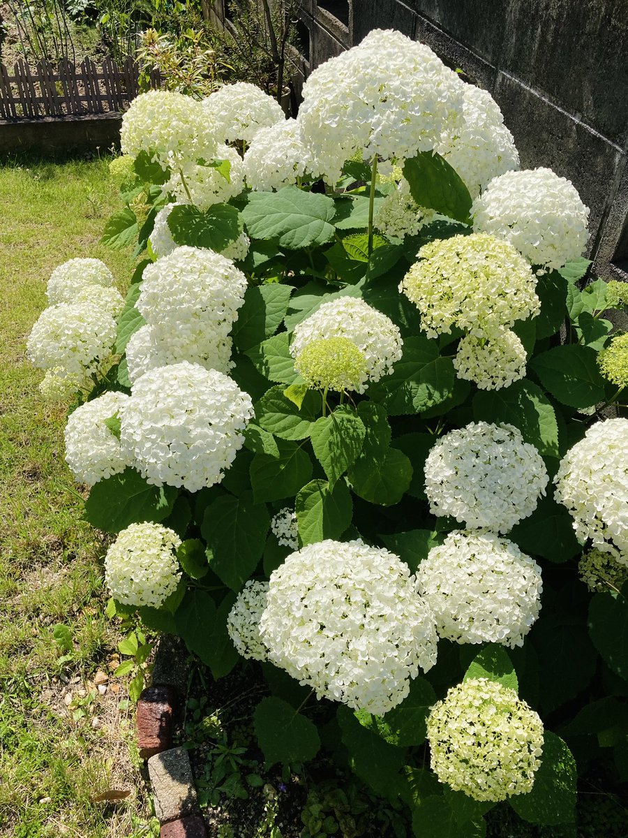 803_yama's tweet photo. 日々いっぱいいっぱいでバタバタしていて
気がつけば6月になってました…🫢

ほとんど何も世話してないのに
毎年キレイに咲いてくれる
アナベルはすごいなーって思います☺️ https://t.co/AxuiS6GZxQ