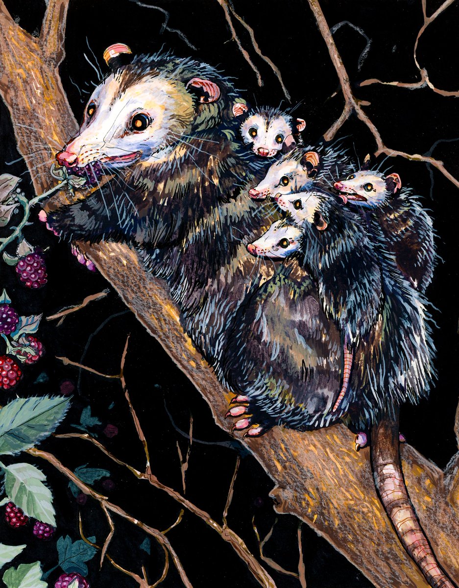 opossum painting!
