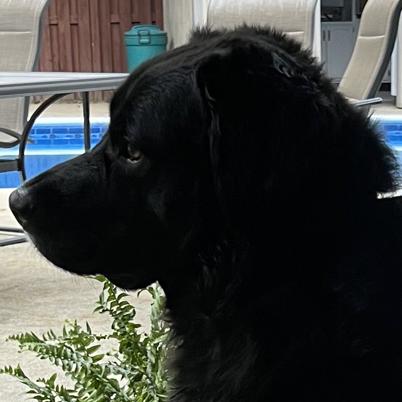 2020Georgee's tweet photo. Pals does this look like the face of a boy who has regrets about jumping in the pool after M&D said we were done for the night and now I’m stuck outside? Yes. #havingsecondthoughts #dogs
xoxo G 🐾 https://t.co/ss59T7QZYB