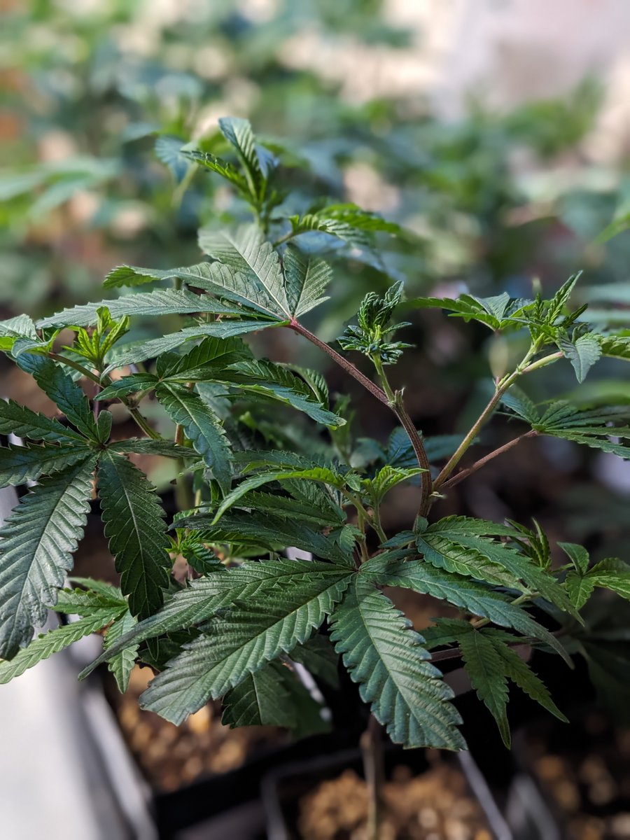 coloalternative's tweet photo. Award-winning, trusted genetics for your gardening needs!
⚠️Valid Colorado Medical Marijuana card required
#coloradoalternativehealth #spritzer #masterkush #bluedream #garypayton #brucebanner #superzoldierserum3 https://t.co/uloChdnTg4