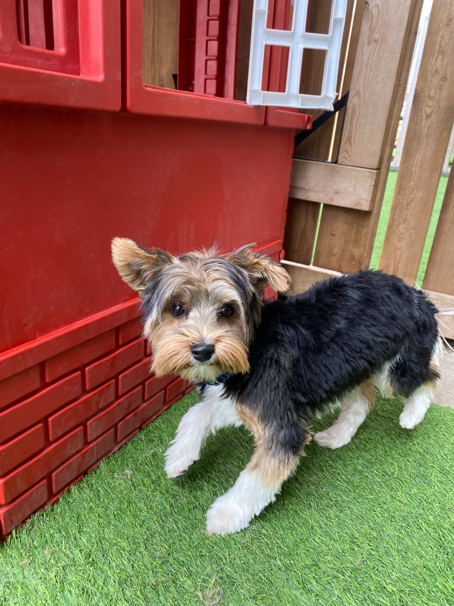 DogsTailinc's tweet photo. The pawfect way to spend the day is playing in the yards chasing your besties! ๐ถ
Run and tell your doggy parents to sign you up for daycare, to get the exercise and socialization you need!
#beattheheat #doggydaycare #summerfun #dogs #dogstailinc #dogstaildaycare #calgarydogs https://t.co/EM8LHQaZpF