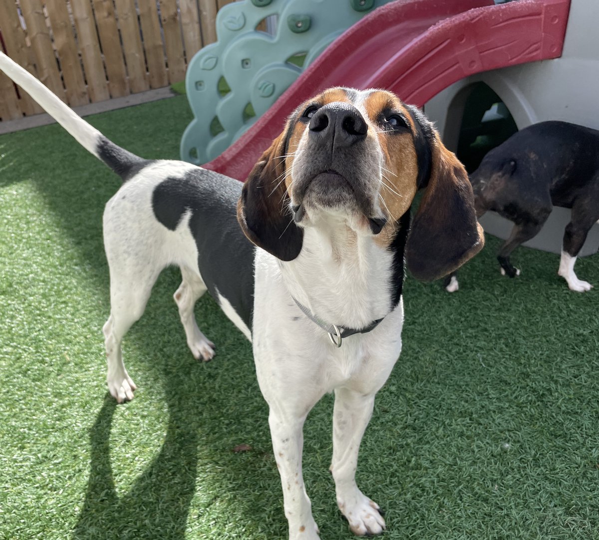 DogsTailinc's tweet photo. The pawfect way to spend the day is playing in the yards chasing your besties! ๐ถ
Run and tell your doggy parents to sign you up for daycare, to get the exercise and socialization you need!
#beattheheat #doggydaycare #summerfun #dogs #dogstailinc #dogstaildaycare #calgarydogs https://t.co/EM8LHQaZpF