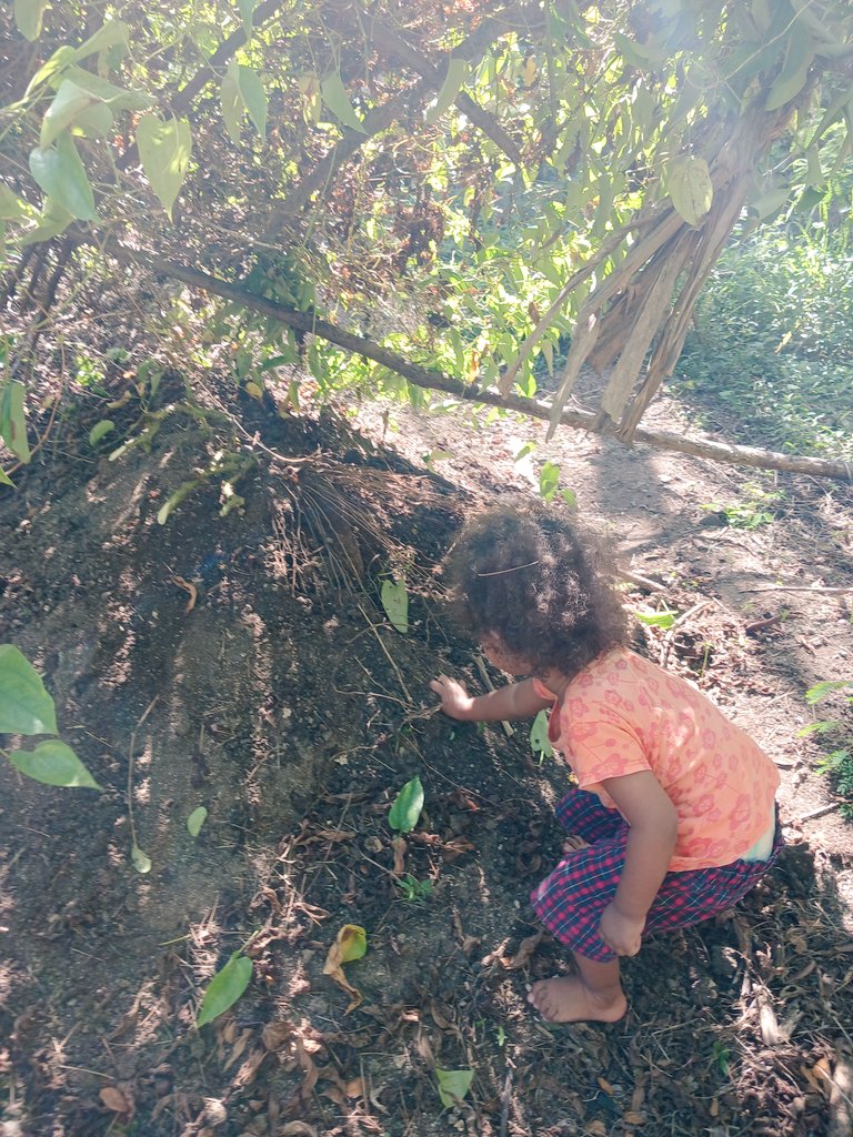 FRaibuse's tweet photo. Marisi, my little farmer joined me in harvesting our yams. Sa sega 'eli jivoli I na'oro qutagane, daru sa iya madaga a tei uvi. #FoodSecurity
#Subsistence_not_Commercial
#Resilience 
#WeAreFarmersByOrigin
#Fruits_of_the_Earth_and_works_of_Human_hands https://t.co/8lUAmd4Ekm