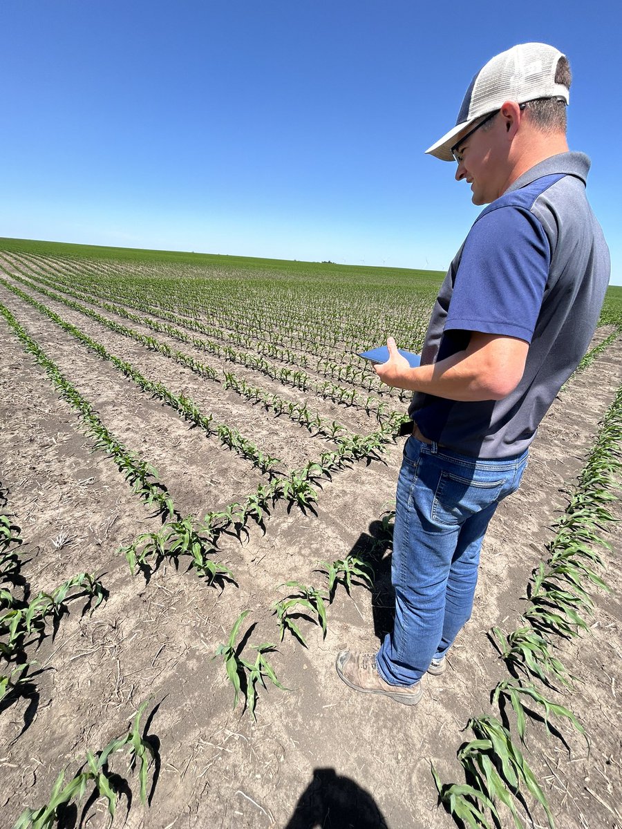 How often do your seed providers walk your fields? Channel SeedPros do it all year long! Great windy day in Central Illinois with Kupferschmid Seeds. 214-78 looking pretty good! <a href="/ChannelSeedNIL/">Channel N. Illinois</a> <a href="/ChannelSeed/">Channel Seed</a>