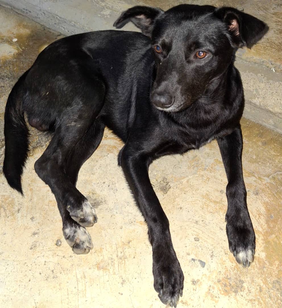 gracon27's tweet photo. #Caracas
#ElMarques
Este perrito lo encontraron en el Avila ,no sabemos si lo botaron o se extravió.Necesita resguardo o un hogar,es de tamaño pequeño y es tranquilo🐶❤️Favor difundir
Gracias! https://t.co/VC7DtVOgND