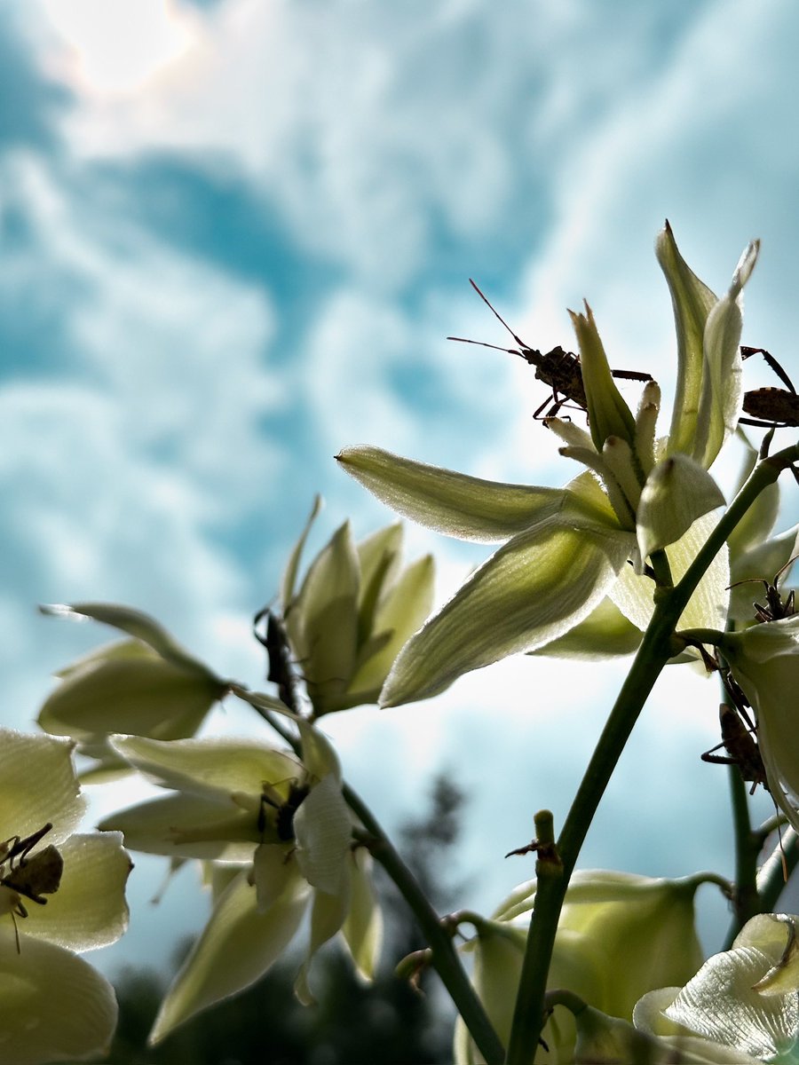 Wonder: What is it? 

A closer examination? A deeper questioning? Simple admiration and awe?

#wonder