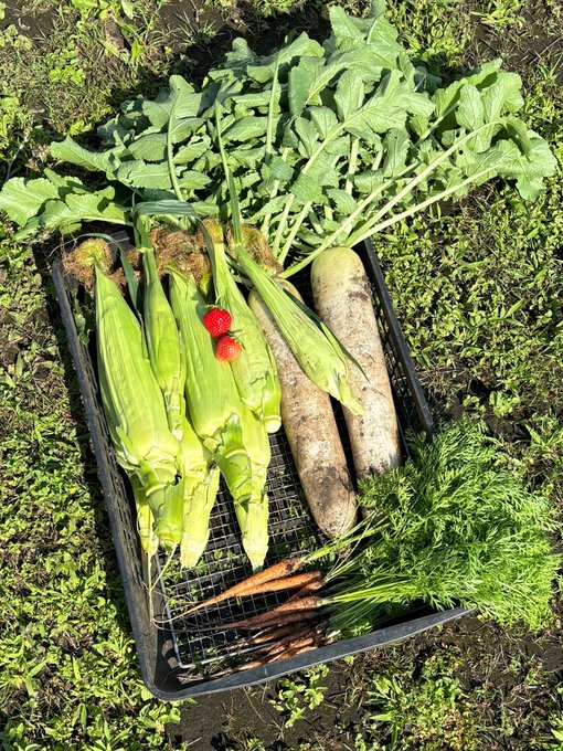 今朝の収穫(^-^)
トウモロコシ初収穫!(^-^)まだ少し早いんだけど、2本ほど獣にやられてたので、とにかく1回は食べておきたいなと(^^)塩ゆでして食べて美味しかった(^o^)
午後は庭の梅と畑のジャガイモの収穫予定(^^) 