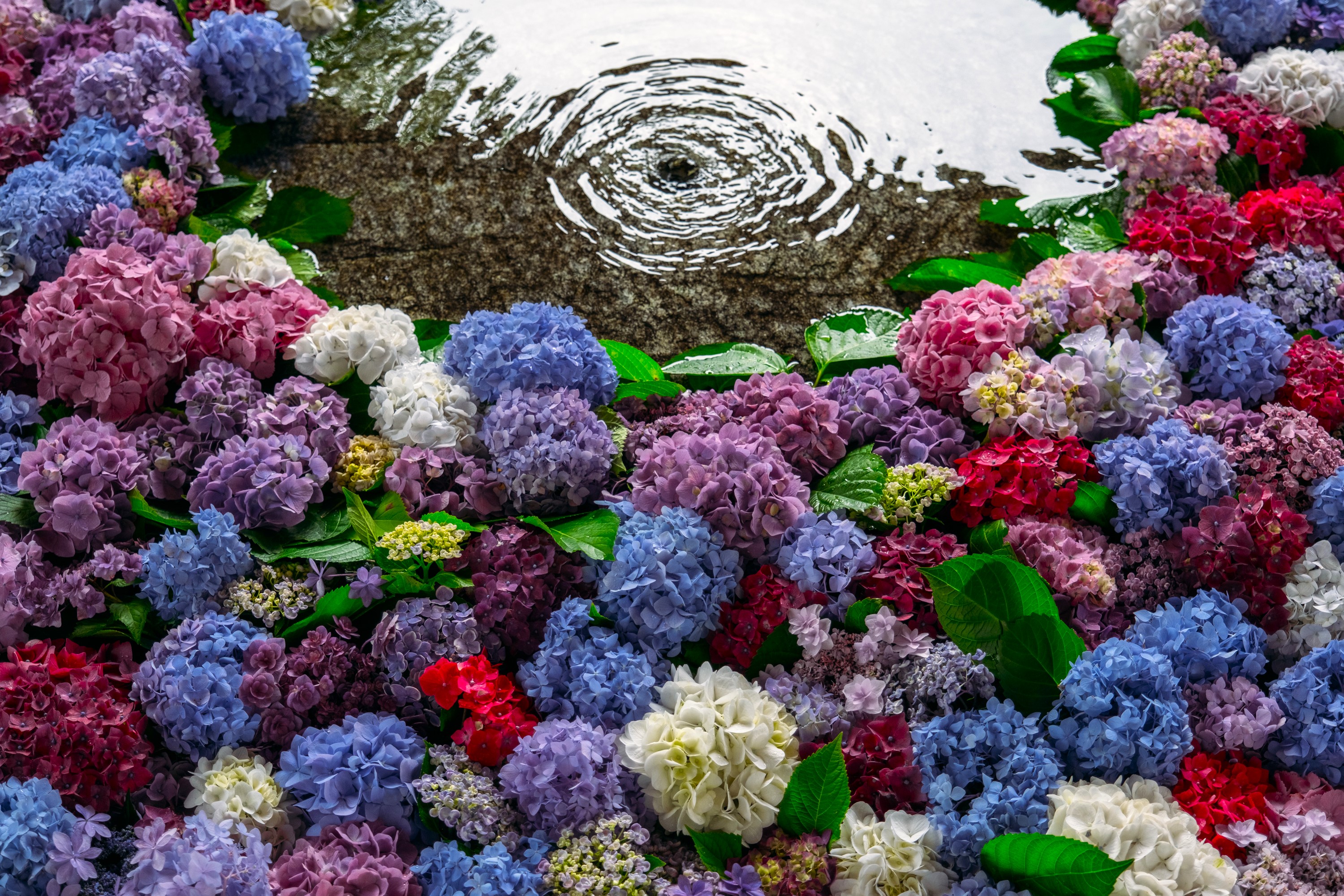 虹～紫陽花⭐ 💜🍃Hydrangea flower spots in Tokyo🌿💙 . 📍Location