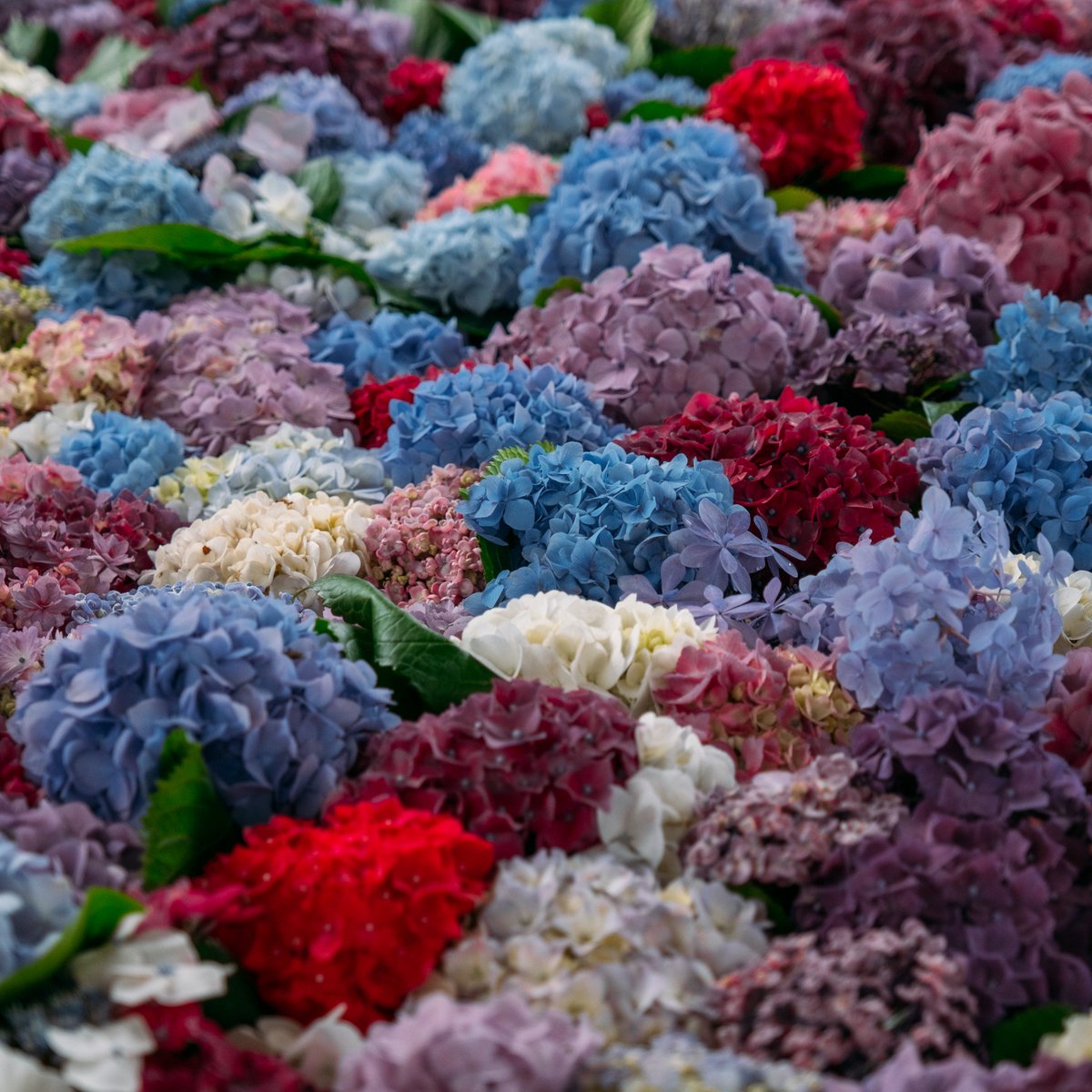 本日より手水舎にて、色とりどりの紫陽花を浮かべた花手水をお楽しみ