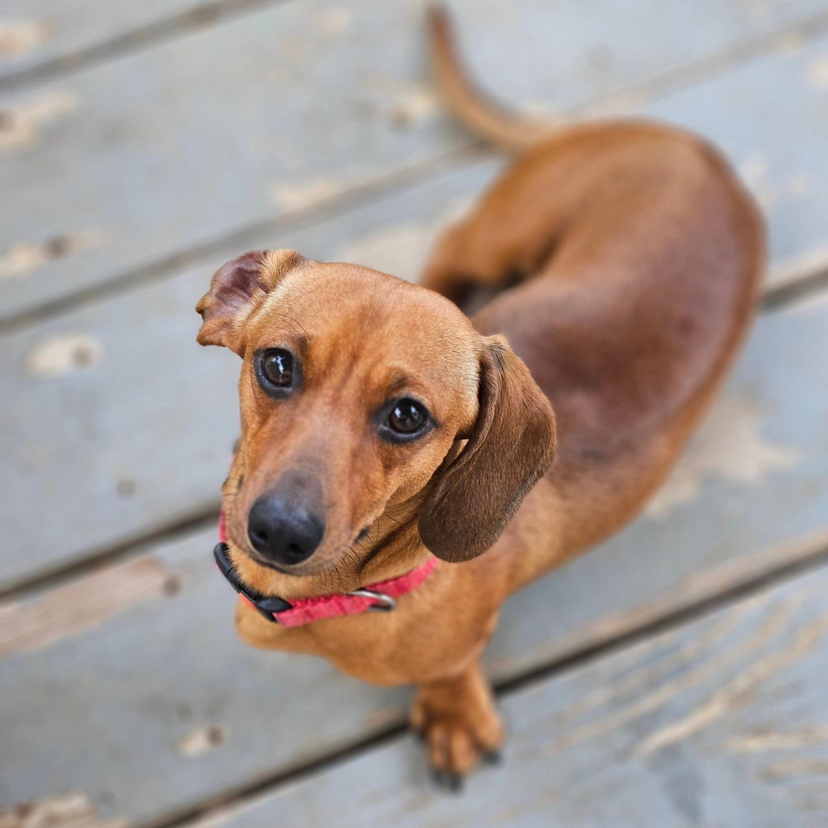 mikesand65's tweet photo. Getting ready to have mini dachshund puppies 🐶  starting later in June https://t.co/gzFgDYKnAw