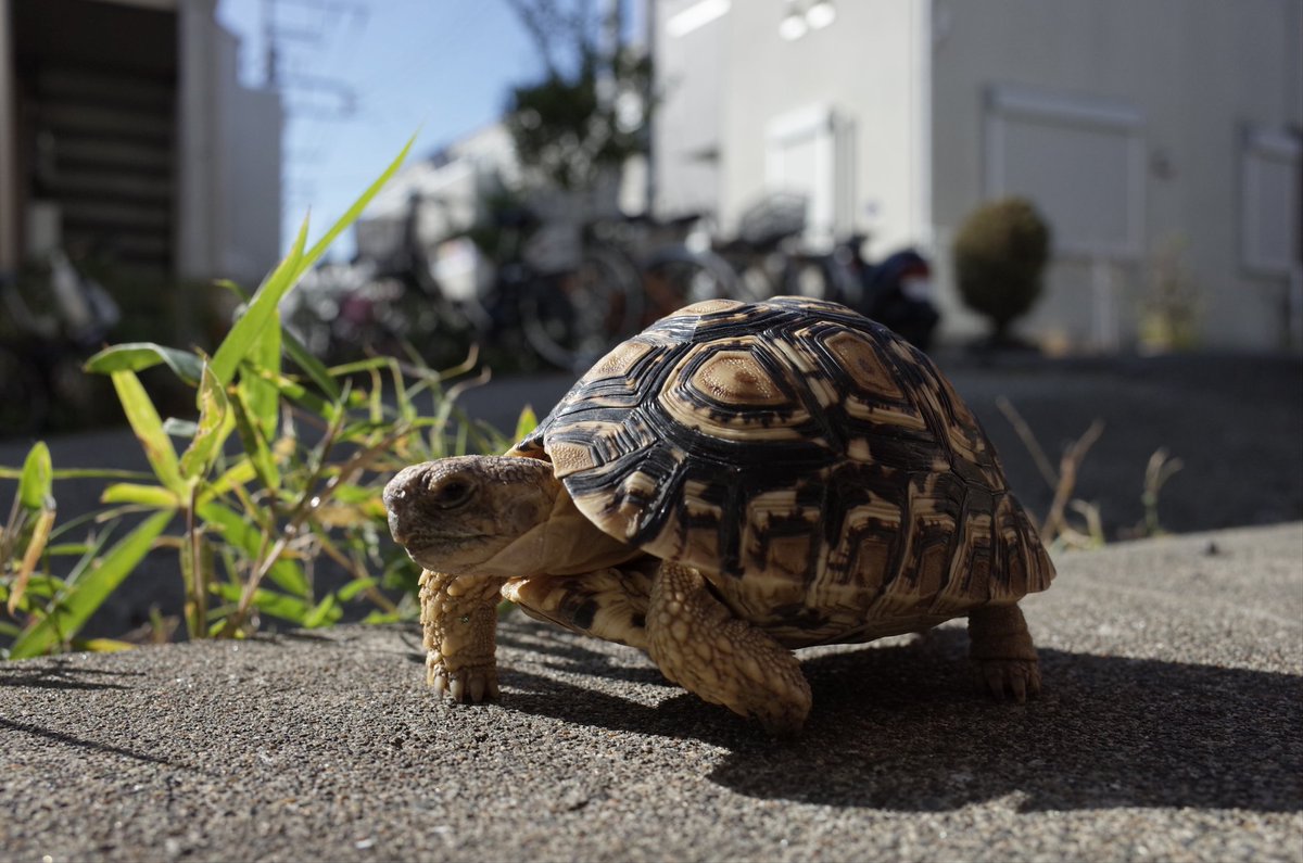 allblack117's tweet photo. 大っきくなったなぁ #ヒョウモンガメ https://t.co/cNYdwOBOqN
