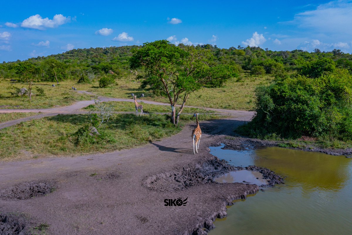 dickson_siko's tweet photo. Sights and sounds from the Whispers Of The Wild- Lake Mburo National Park 🇺🇬
.
.
📸@SikoConsultsLtd
#SikoIsHere #DronesForGood #SkyKings #ExploreUganda #VisitUganda #ExploreWest
@saadShots https://t.co/CF3SqpcErt