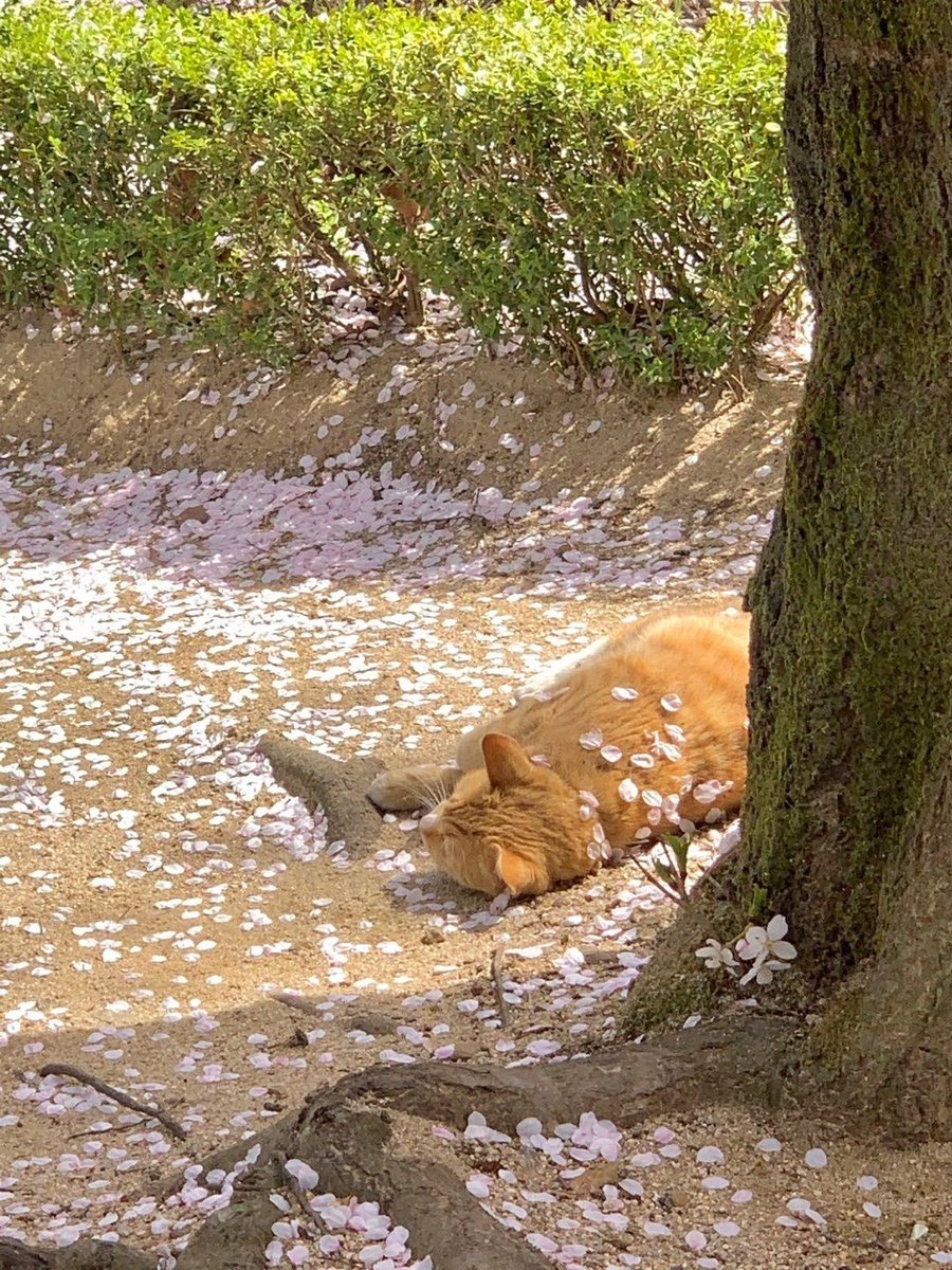 Why you should have a cat (@shouldhavecat) on Twitter photo 