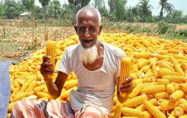পুঠিয়ায় বেড়ে চলেছে ভুট্টা চাষ