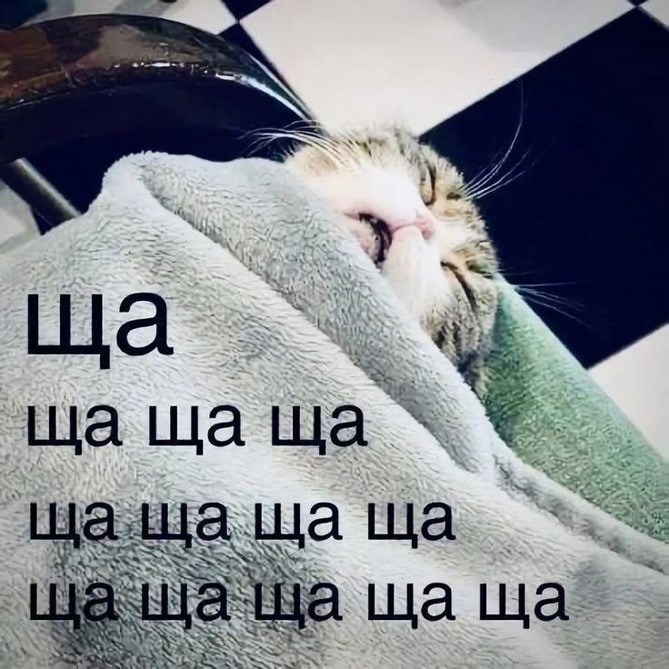 catsilcats's tweet photo. каждое утро https://t.co/sahW4WvJzd