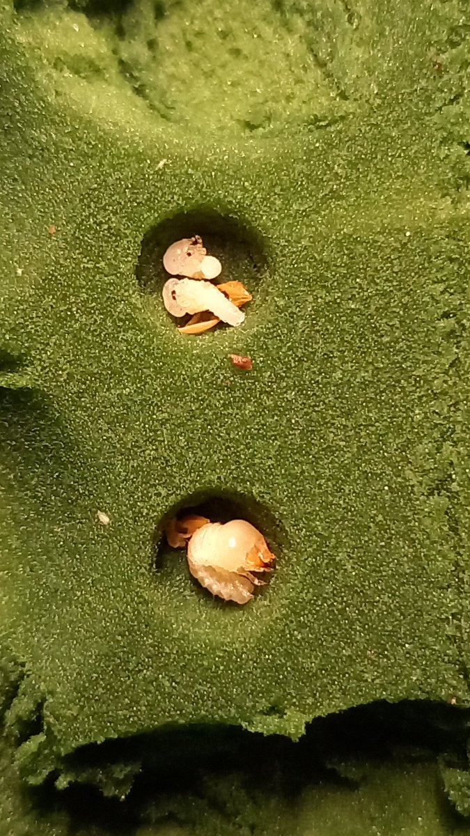 1個の卵から2匹産まれた。
初めての双子