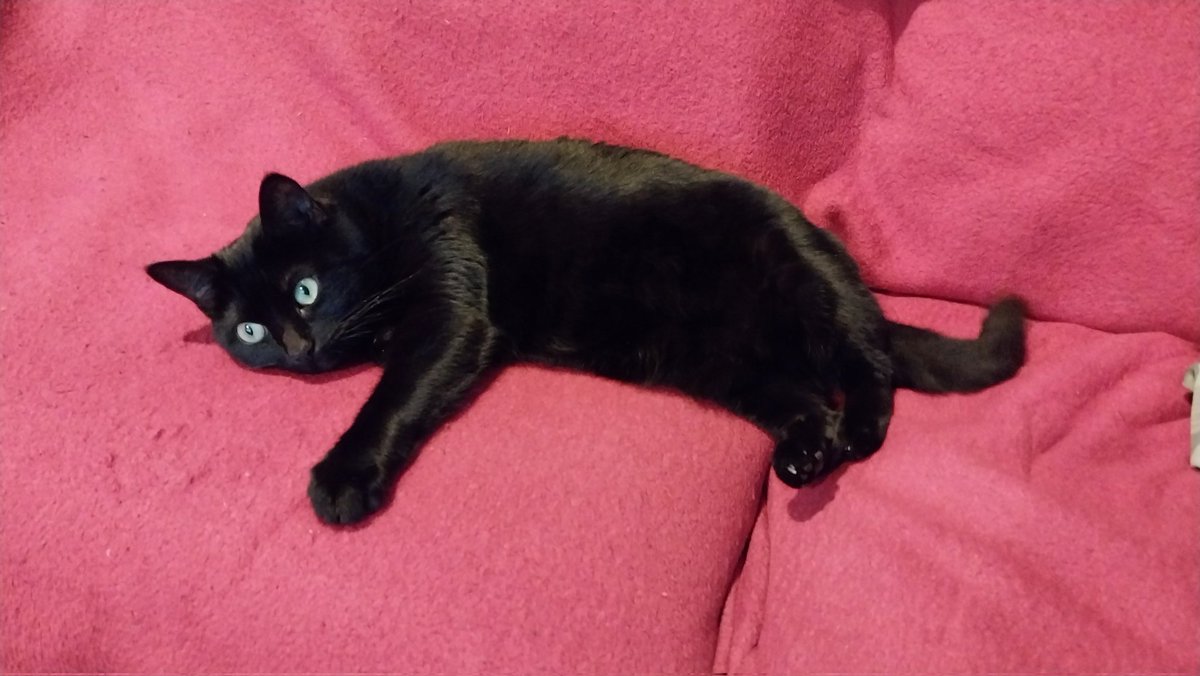 MichelleOtheCat's tweet photo. Today is tiring and bleh. I will be flopped on the couch as a result. https://t.co/NKIs7T41ka