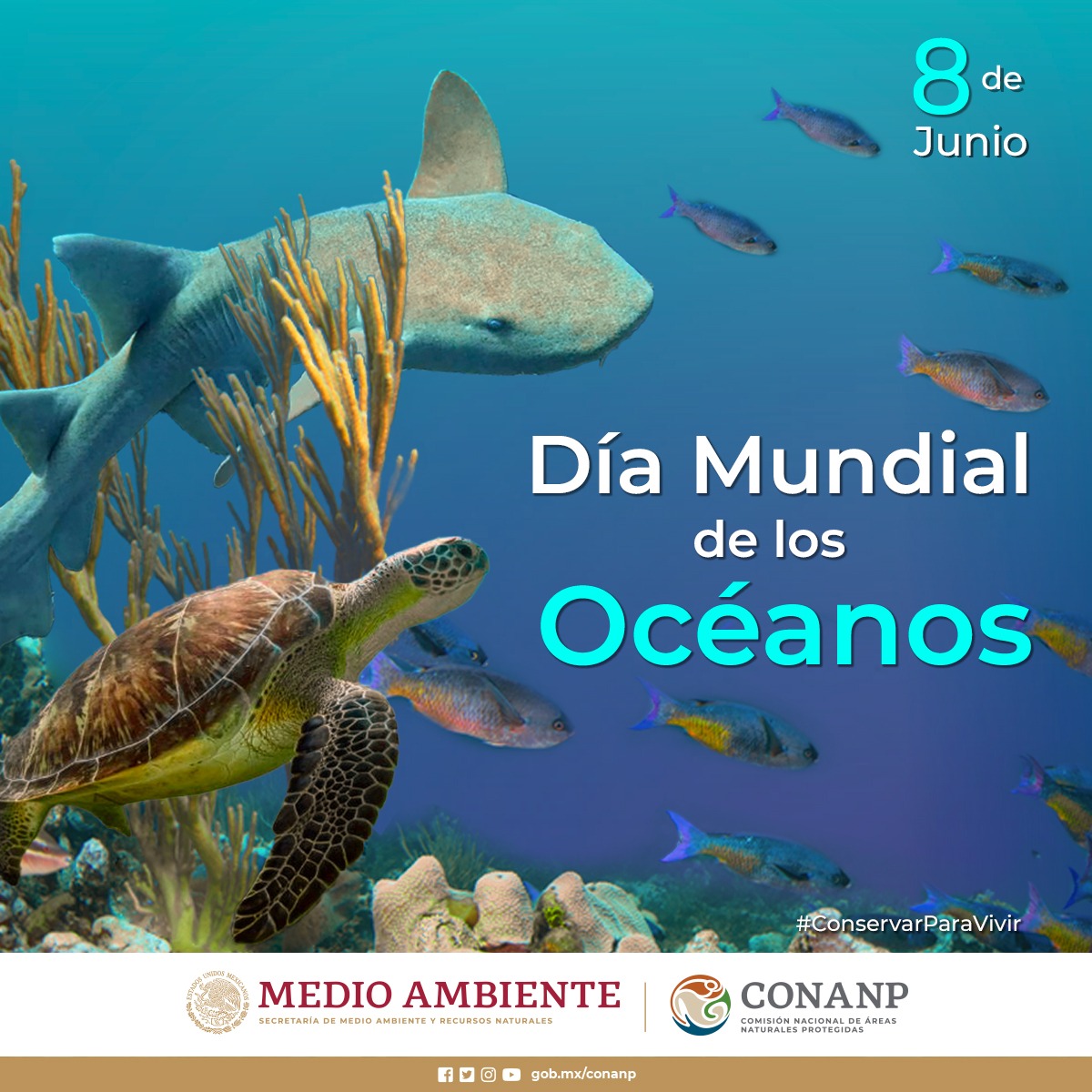 CONANP_mx's tweet photo. Los océanos son fundamentales para el bienestar del planeta. Gran parte de nuestra biodiversidad habita en estos ecosistemas. 🌊🐙🪸🪼🐚🐠🦈

Este #DíaMundialDeLosOcéanos, reflexionemos y tomemos acciones para proteger estos maravillosos lugares. #ConservarParaVivir 🦑🐋🐢🐡🦪 https://t.co/6gHh9pHsKi