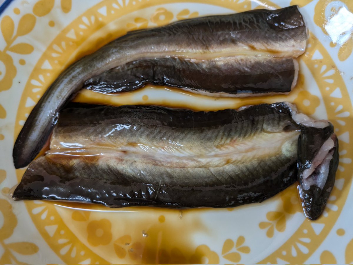 父と行った夜釣り
その前に餌とりで庭をホジホジ。
みみずを捕まえて。⟵ぎゃー
父の補助(足、不自由だから私は桃太郎の猿役)として、、、自分の釣竿2本。父の言う通り投げて、釣れた。またぎゃー！(うねうねダメ)帰って父が捌いてくれて、うな丼食べれた。
新しい楽しみ見つけた🥰