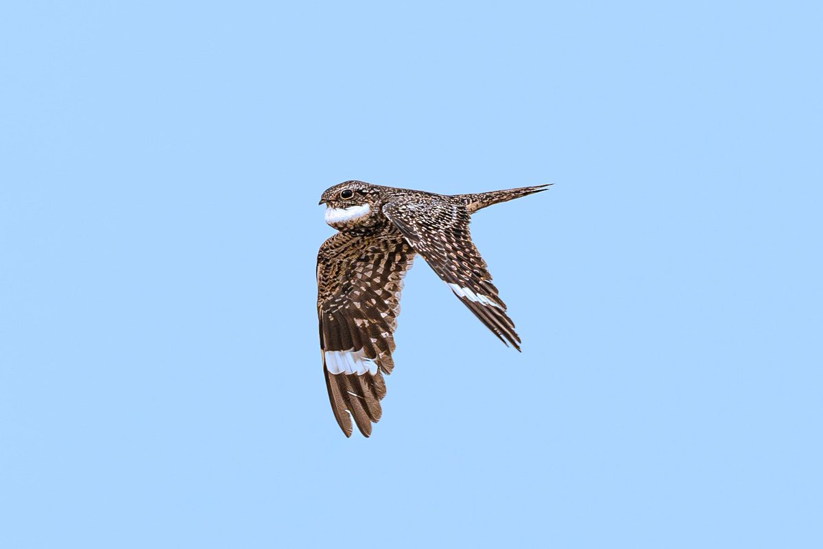 NetoSegovia's tweet photo. Chordeiles acutipennis, también conocido como pacuyo, tapacaminos o caballero.

Playa Cangrejera, La Libertad 

#bird #birds #birdwatching  #elsalvador https://t.co/MY17XHwhOR