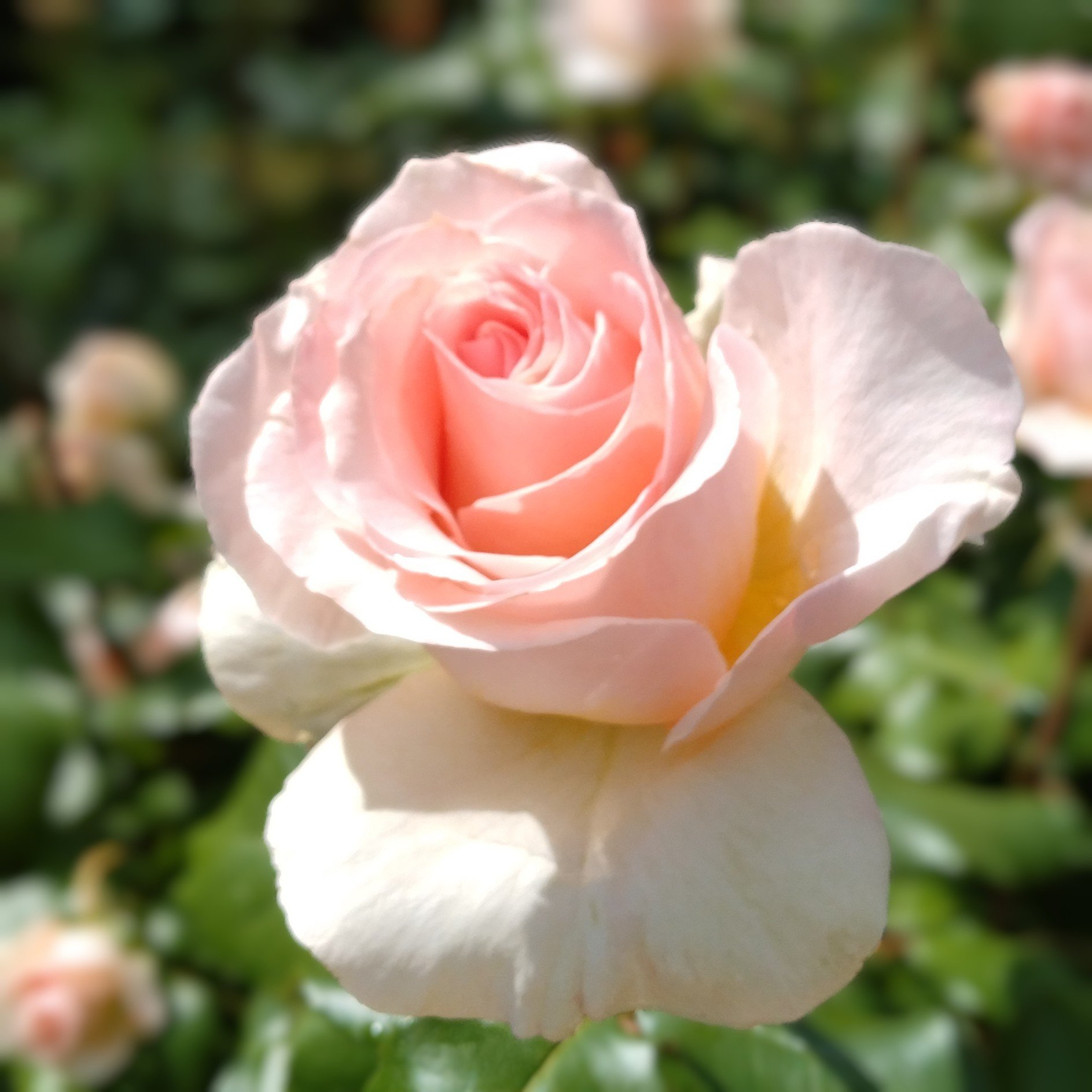 新品50弁♪花のワルツ♪眠れる森の美女♪くるみ割 オルフェウス