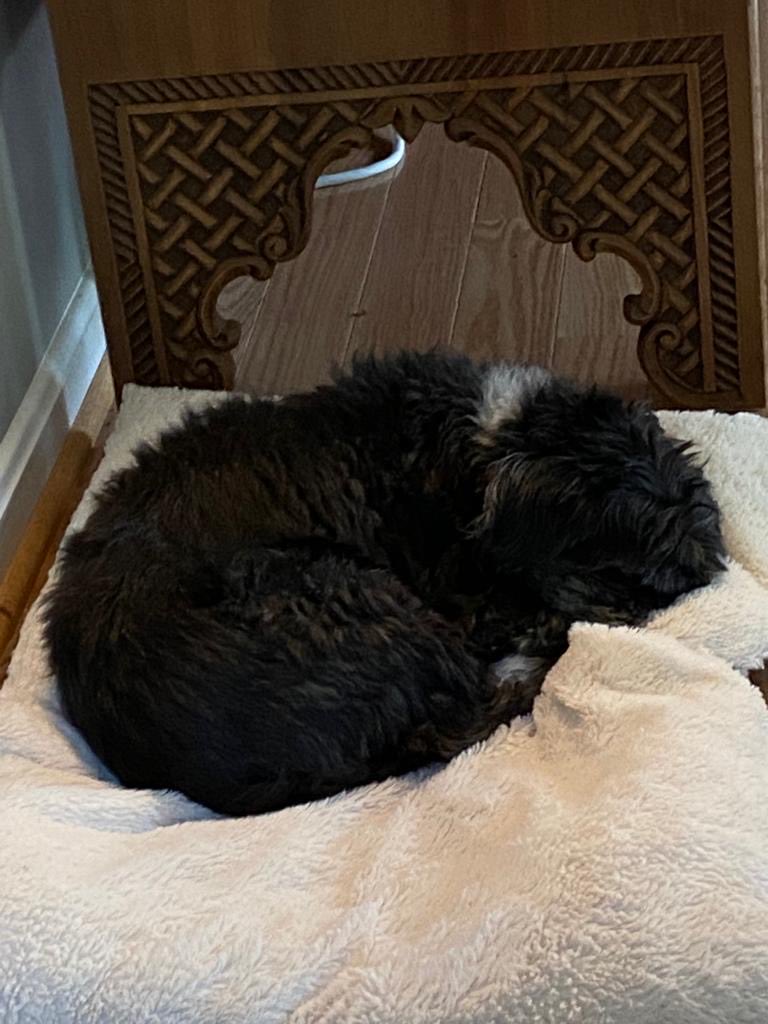 Ethan Burroughs (@etburroughs) on Twitter photo Sigh. Goodbye Spanky Shihtzu. Faithful friend, squirrel fiend. World traveler to Kuwait, Jordan, Qatar, SC,VA and now doggie heaven. @ShihTzuSnuggles <a href="/FullOfShihTzu/">Full Of ShihTzu</a> <a href="/Cooper_ShihTzu/">Cooper’s hoomum 💙</a> <a href="/Traveldogtales/">Traveldog</a> <a href="/traveldoglog/">traveldoglog</a> Sigh. Goodbye Spanky Shihtzu. Faithful friend, squirrel fiend. World traveler to Kuwait, Jordan, Qatar, SC,VA and now doggie heaven. @ShihTzuSnuggles <a href="/FullOfShihTzu/">Full Of ShihTzu</a> <a href="/Cooper_ShihTzu/">Cooper’s hoomum 💙</a> <a href="/Traveldogtales/">Traveldog</a> <a href="/traveldoglog/">traveldoglog</a>
