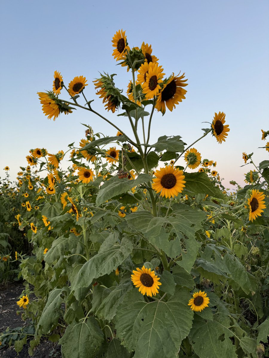 Daviddtd_'s tweet image. Everywhere i look im surrounded by you. Beautiful, bright, loving, and so wonderful you can’t help but feel authentically happy in their presence, like the best version of yourself 🌻🌻🌻
