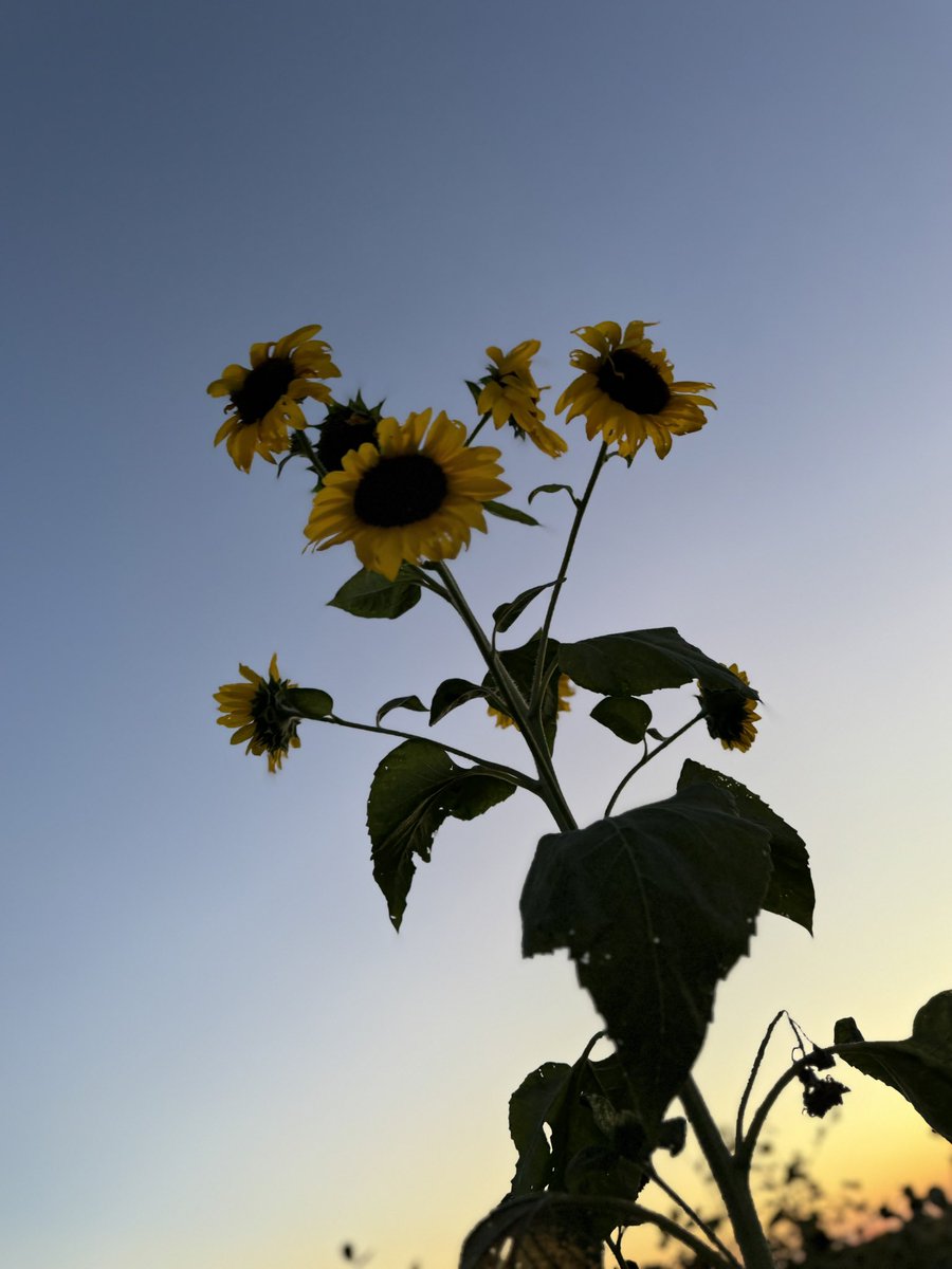 Daviddtd_'s tweet image. Everywhere i look im surrounded by you. Beautiful, bright, loving, and so wonderful you can’t help but feel authentically happy in their presence, like the best version of yourself 🌻🌻🌻