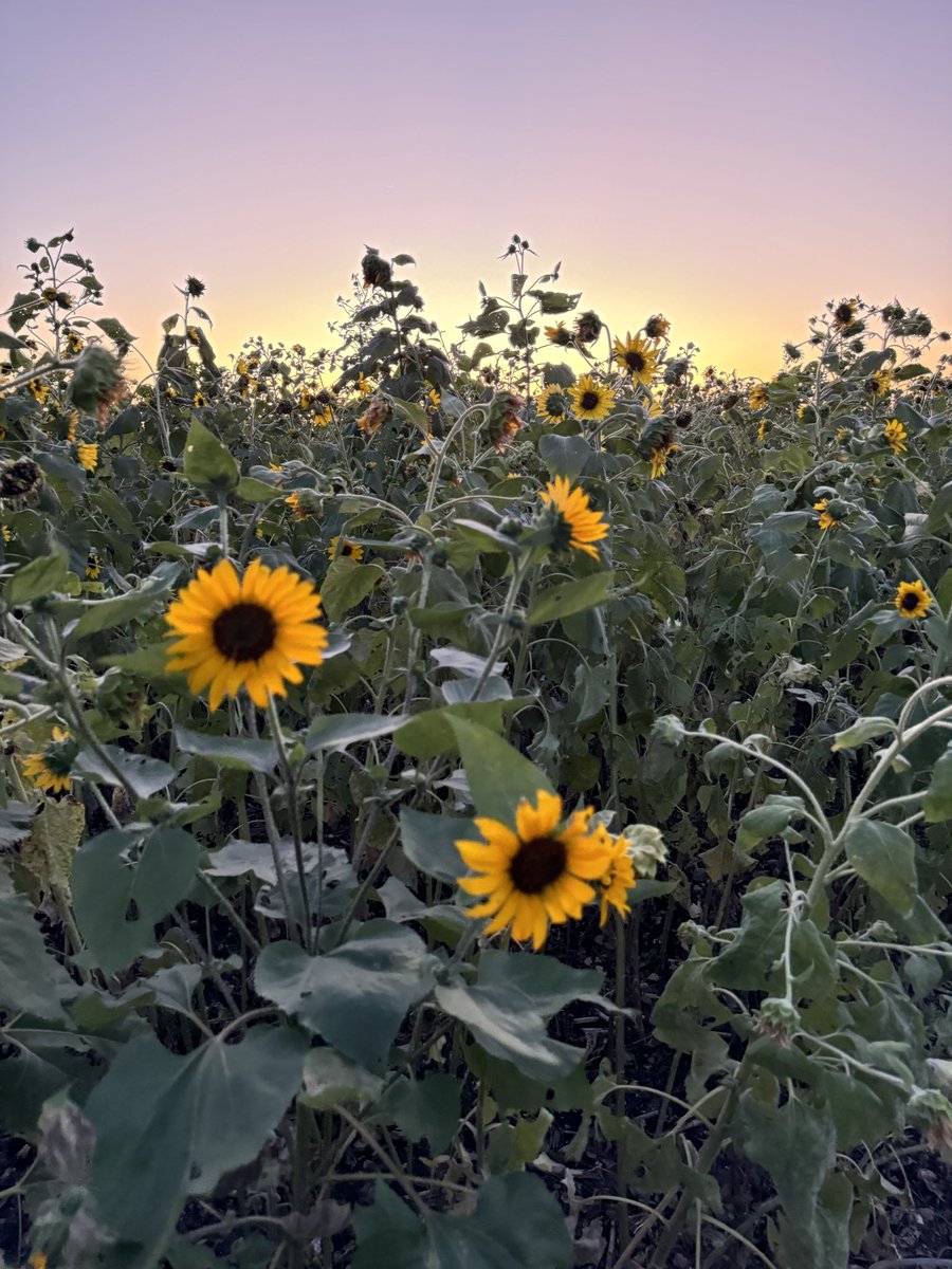 Daviddtd_'s tweet image. Everywhere i look im surrounded by you. Beautiful, bright, loving, and so wonderful you can’t help but feel authentically happy in their presence, like the best version of yourself 🌻🌻🌻