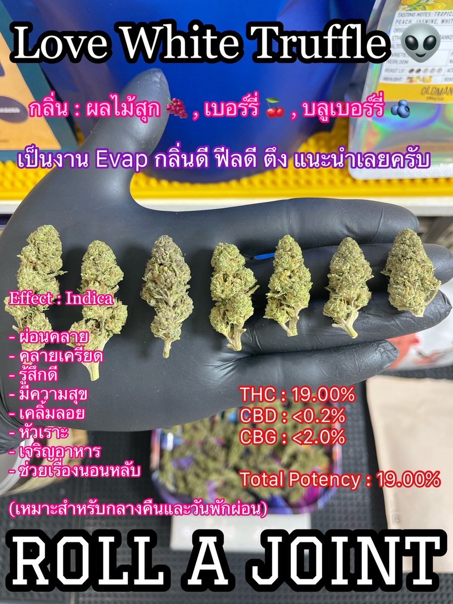 bobbgirl_'s tweet photo. 👉พร้อมส่งโค้งสุดท้าย
ที่ใครได้ลองก็บอกว่าแจ่ม 🤩

🤍 Love White Truffle 👽
ใกล้หมดแล้วน้า มารับน้องไปชิมกันงับ

🛒 https://t.co/Cn7SLpZ4R8

#กัญชาออแกนิค #โอจี #กัญชาราคาถูก #กัญชาราคาส่ง #ขายกัญชา #กัญชากรุงเทพ #กัญชาเชียงใหม่ #กัญชาog #กัญชา #กัญชาตาก #กัญชาสระแก้ว #กัญชาขอนแก่น #กัญชาน่าน #กัญชากทม #พันลำ #ลีน #น้ำกระท่อม #กัญชาหาดใหญ่ #กัญชาพัทยา #กัญชาใต้ #กัญชารังสิต #กัญชาภูเก็ต #กัญชาน���ก #กัญชาโอจี #กัญชากำแพงเพชร #กัญชานครสวรรค์ #กัญชาไฟฟ้า  #กัญชาเชียงราย #กัญชาบางนา #กัญชารังสิต #กัญชาเอกมัย #กัญชาลาดกระบัง #กัญชาดินแดง #กัญชาทองหล่อ #กัญชาสุขุมวิท #กัญชาพระประแดง #กัญชาลาดพร้าว #กัญชาเอกมัย #กัญชาห้วยขวาง #กัญชาดินแดง #cannabisCommunity #OG #420hk
