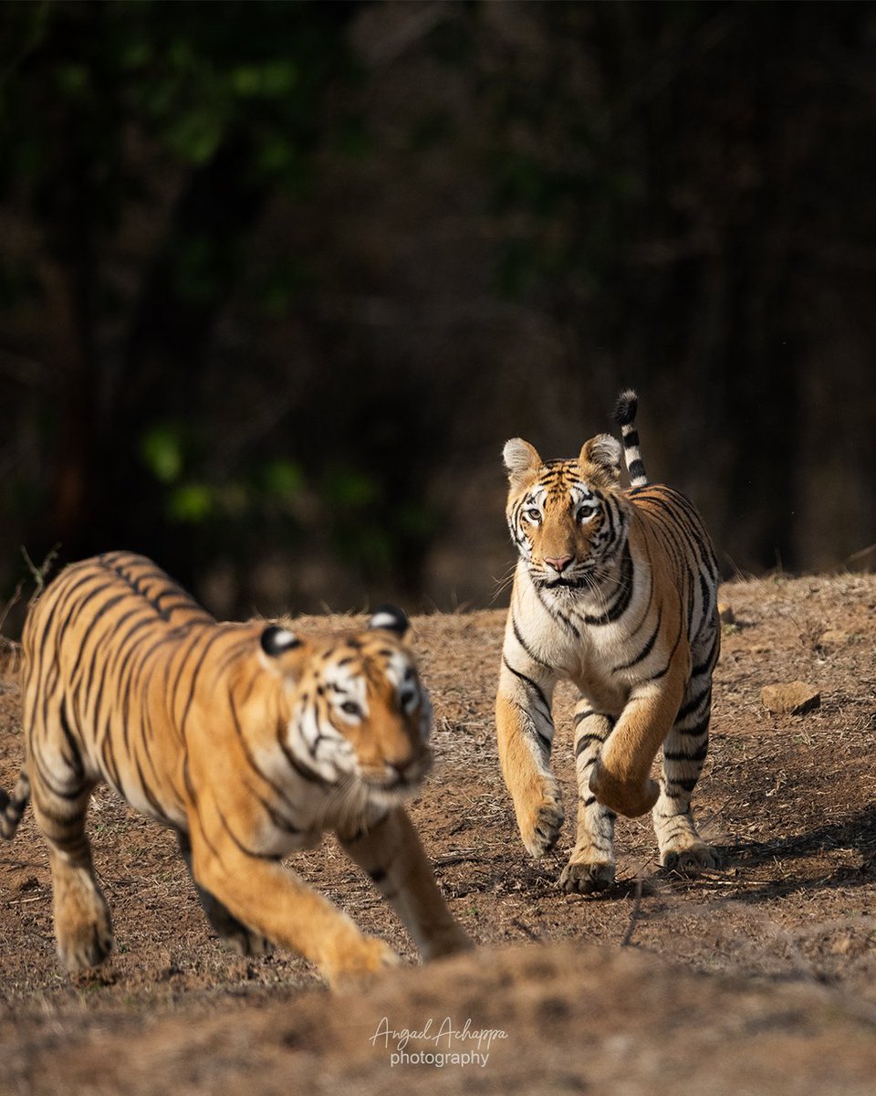angadachappa's tweet photo. A tiger cub mock charging his mother, she was actually startled by his sudden charge.

Tadoba-Andhari Tiger Reserve, Maharashtra 

#wildlife #nature #nikon #nikonindiaofficial #nikonasia #savetigers #natgeo #natgeoindia #earthcapture #maharashtratourism https://t.co/0zXa8sBdx5