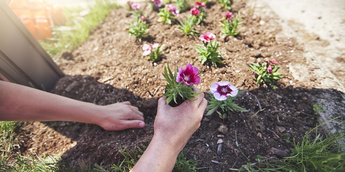 Being a good gardener is something that is so much easier that what people would have you believe. Here are some tips and tricks to rule your garden! 

#Garden #TipAndTricks #June

buff.ly/3s587lZ