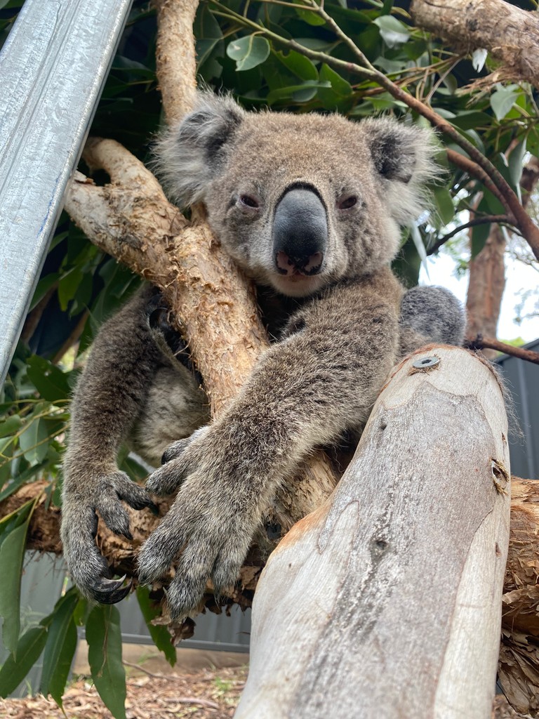 Happy Saturday! 🤗

Did you know that Koala's have a slow metabolism which helps them conserve energy? They spend up to 20 hours a day sleeping! 💤

Check out Eddie, he's enjoying his weekend snooze 🐨