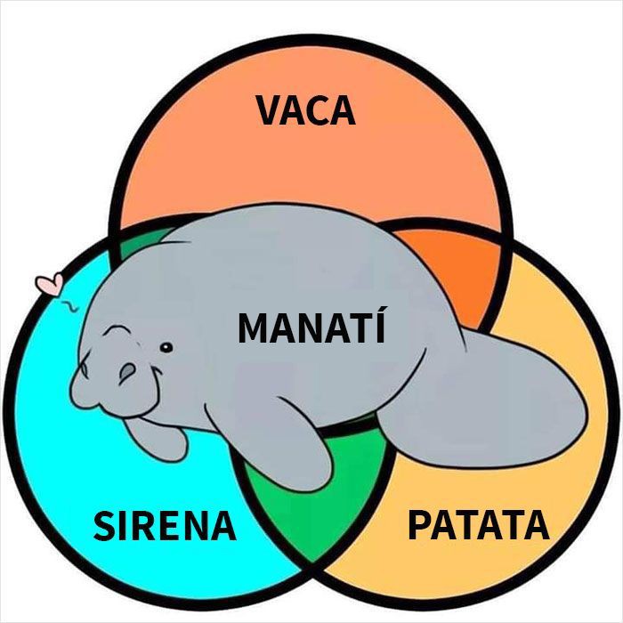 Pinguterra's tweet photo. Los manatí son tan god que son 3 en uno
#BiologyMemes
#MemesMarinos
#Manatis https://t.co/fxIOsy3Gdo