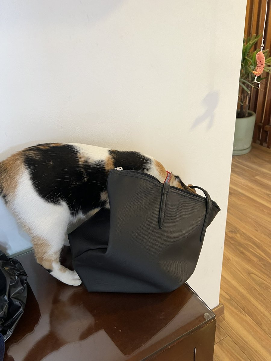 MireyaCh94's tweet photo. Siento un amor enorme y sincero por esta ratera y esculca-bolsas. https://t.co/rpU5T4ang7