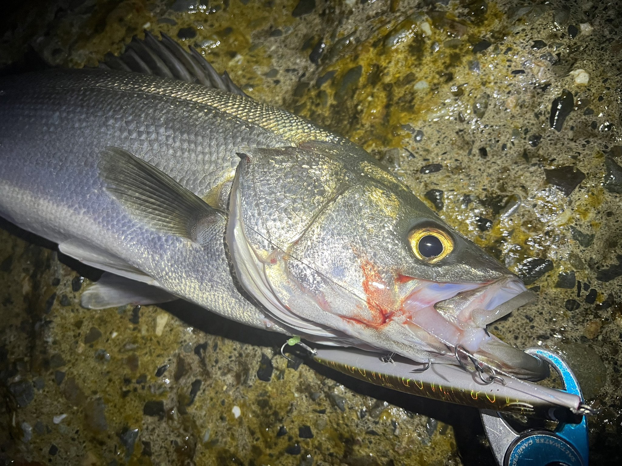 ホタルイカパターン ホタルイカパターン”の真実（前編）〜3月満月大潮、富山の春に